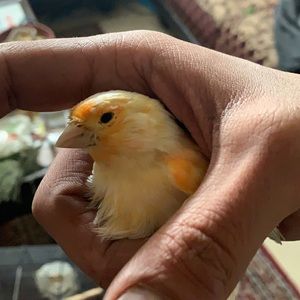 Meet your Posher, Abu